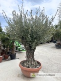 Drzewo Oliwne, Oliwka europejska (Olea europaea) wys. całkowita: ok. 250cm OE31