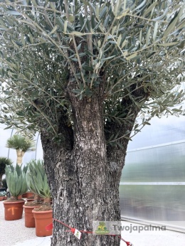 Drzewo Oliwne, Oliwka europejska (Olea europaea) wys. całkowita: ok. 250cm OE31