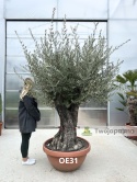 Drzewo Oliwne, Oliwka europejska (Olea europaea) wys. całkowita: ok. 250cm OE31