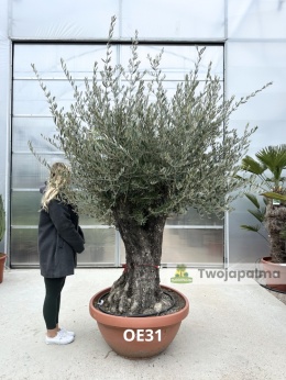 Drzewo Oliwne, Oliwka europejska (Olea europaea) wys. całkowita: ok. 250cm OE31