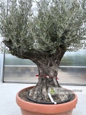 Drzewo Oliwne, Oliwka europejska (Olea europaea) wys. całkowita: ok. 250cm OE22