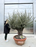 Drzewo Oliwne, Oliwka europejska (Olea europaea) wys. całkowita: ok. 250cm OE22