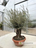 Drzewo Oliwne, Oliwka europejska (Olea europaea) wys. całkowita: ok. 250cm OE21