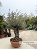 Drzewo Oliwne, Oliwka europejska (Olea europaea) wys. całkowita: ok. 250cm OE21