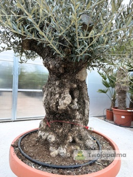 Drzewo Oliwne, Oliwka europejska (Olea europaea) wys. całkowita: ok. 250cm OE21
