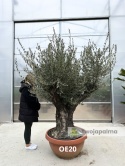 Drzewo Oliwne, Oliwka europejska (Olea europaea) wys. całkowita: ok. 250cm OE20
