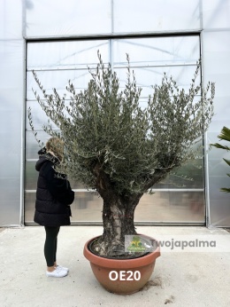 Drzewo-oliwne-olea-europaea-wysokość-całkowita-250-cm-twojapalma