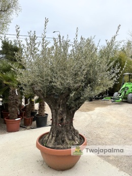 Drzewo Oliwne, Oliwka europejska (Olea europaea) wys. całkowita: ok. 250cm OE20