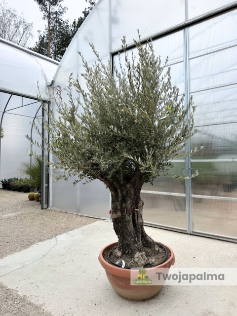 Drzewo Oliwne, Oliwka europejska (Olea europaea) wys. całkowita: ok. 270cm OE19