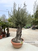 Drzewo Oliwne, Oliwka europejska (Olea europaea) wys. całkowita: ok. 270cm OE19