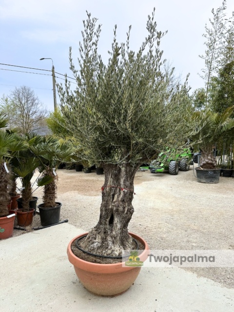 Drzewo Oliwne, Oliwka europejska (Olea europaea) wys. całkowita: ok. 270cm OE19