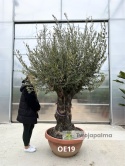 Drzewo Oliwne, Oliwka europejska (Olea europaea) wys. całkowita: ok. 270cm OE19