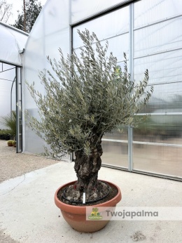 Drzewo Oliwne, Oliwka europejska (Olea europaea) wys. całkowita: ok. 250cm OE18
