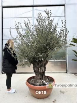 Drzewo Oliwne, Oliwka europejska (Olea europaea) wys. całkowita: ok. 250cm OE18