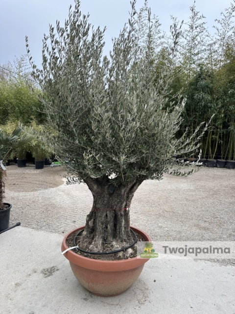 Drzewo Oliwne, Oliwka europejska (Olea europaea) wys. całkowita: ok. 250cm OE17