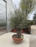 Drzewo Oliwne, Oliwka europejska (Olea europaea) wys. całkowita: ok. 250cm OE17