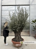 Drzewo Oliwne, Oliwka europejska (Olea europaea) wys. całkowita: ok. 250cm OE17