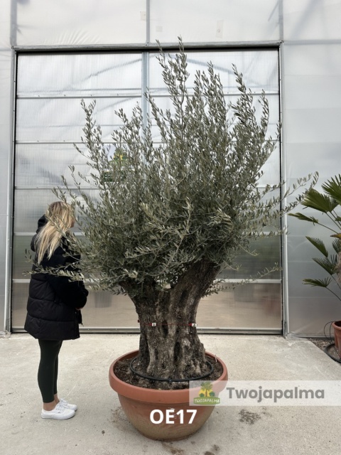 Drzewo Oliwne, Oliwka europejska (Olea europaea) wys. całkowita: ok. 250cm OE17