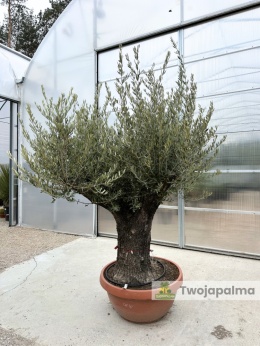 Drzewo Oliwne, Oliwka europejska (Olea europaea) wys. całkowita: ok. 250cm OE16