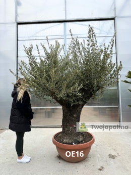 Drzewo Oliwne, Oliwka europejska (Olea europaea) wys. całkowita: ok. 250cm OE16