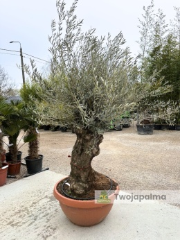 Drzewo Oliwne, Oliwka europejska (Olea europaea) wys. całkowita: ok. 250cm OE15