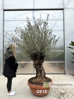 Drzewo Oliwne, Oliwka europejska (Olea europaea) wys. całkowita: ok. 250cm OE15