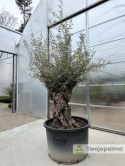 Drzewo Oliwne, Oliwka europejska (Olea europaea) wys. całkowita ok. 300cm OE01