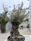 Drzewo Oliwne, Oliwka europejska (Olea europaea) wys. całkowita ok. 300cm OE01
