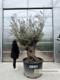 Drzewo Oliwne, Oliwka europejska (Olea europaea) wys. całkowita ok. 300cm OE01