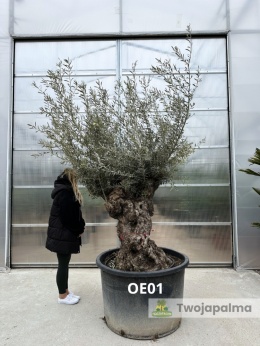 Drzewo Oliwne, Oliwka europejska (Olea europaea) wys. całkowita ok. 300cm OE01