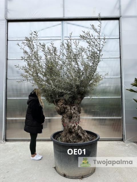 Drzewo Oliwne, Oliwka europejska (Olea europaea) wys. całkowita ok. 300cm OE01
