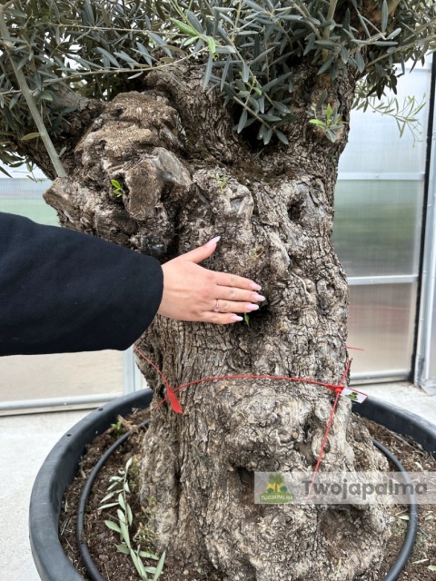 Drzewo Oliwne, Oliwka europejska (Olea europaea) wys. całkowita ok. 300cm OE01