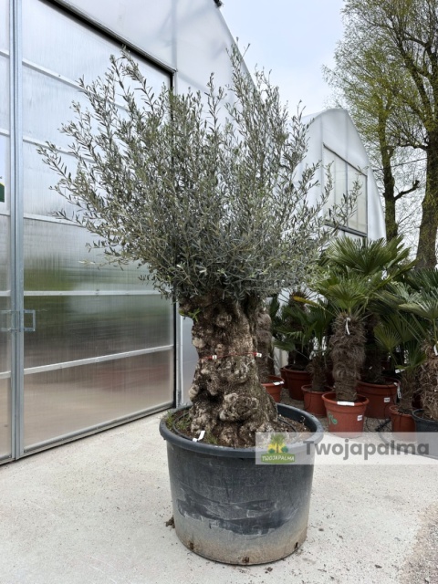 Drzewo Oliwne, Oliwka europejska (Olea europaea) wys. całkowita: ok. 300cm OE07