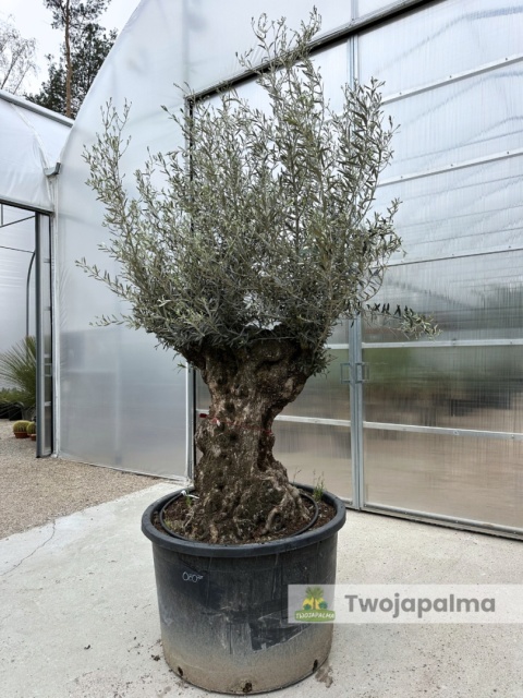 Drzewo Oliwne, Oliwka europejska (Olea europaea) wys. całkowita: ok. 300cm OE07