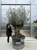 Drzewo Oliwne, Oliwka europejska (Olea europaea) wys. całkowita: ok. 300cm OE07
