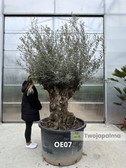 Drzewo Oliwne, Oliwka europejska (Olea europaea) wys. całkowita: ok. 300cm OE07