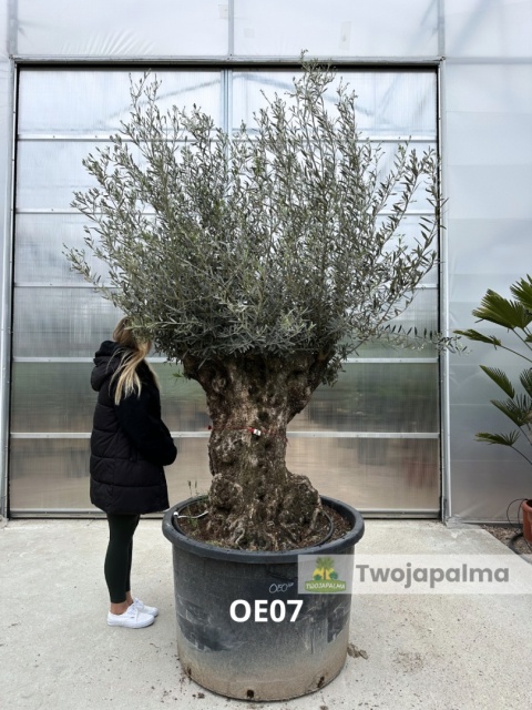 Drzewo Oliwne, Oliwka europejska (Olea europaea) wys. całkowita: ok. 300cm OE07