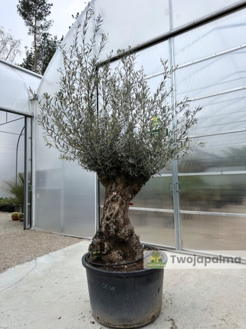 Drzewo Oliwne, Oliwka europejska (Olea europaea) wys. całkowita: ok. 300cm OE08
