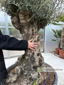 Drzewo Oliwne, Oliwka europejska (Olea europaea) wys. całkowita: ok. 300cm OE08