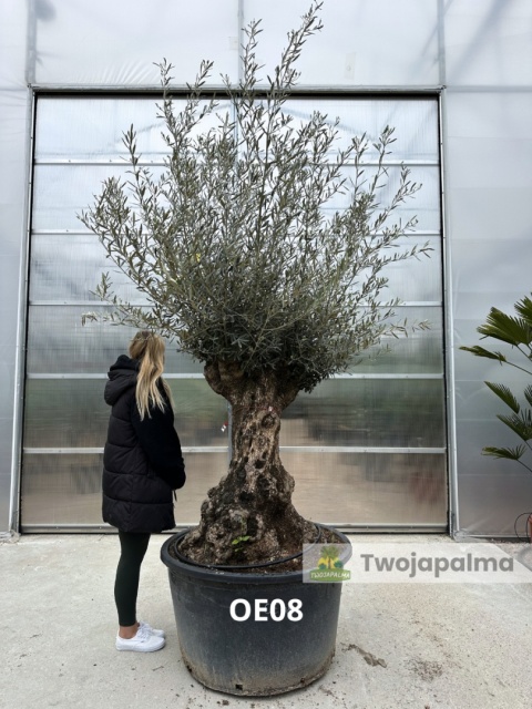 Drzewo Oliwne, Oliwka europejska (Olea europaea) wys. całkowita: ok. 300cm OE08