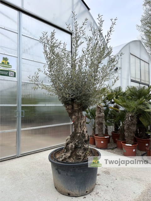 Drzewo Oliwne, Oliwka europejska (Olea europaea) wys. całkowita: ok. 300cm OE08