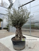 Drzewo Oliwne, Oliwka europejska (Olea europaea) wys. całkowita: ok. 300cm OE09