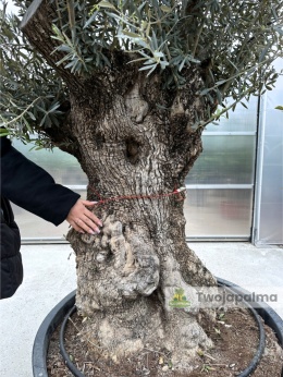 Drzewo Oliwne, Oliwka europejska (Olea europaea) wys. całkowita: ok. 300cm OE09