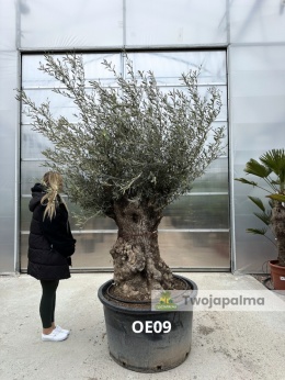 Drzewo Oliwne, Oliwka europejska (Olea europaea) wys. całkowita: ok. 300cm OE09
