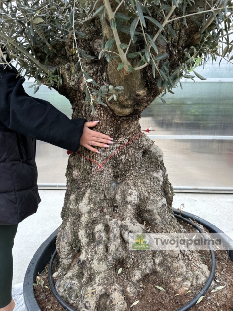 Drzewo Oliwne, Oliwka europejska (Olea europaea) wys. całkowita: ok. 300cm OE10