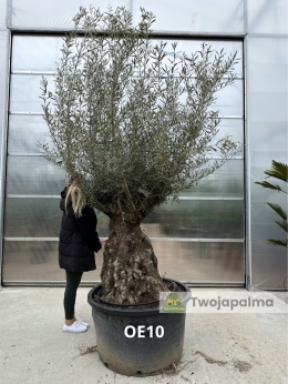 Drzewo Oliwne, Oliwka europejska (Olea europaea) wys. całkowita: ok. 300cm OE10