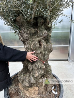 Drzewo Oliwne, Oliwka europejska (Olea europaea) wys. całkowita: ok. 300cm OE11