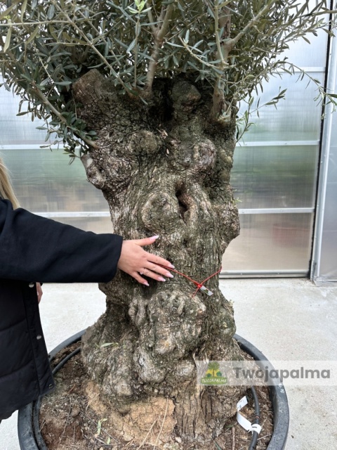 Drzewo Oliwne, Oliwka europejska (Olea europaea) wys. całkowita: ok. 300cm OE11