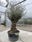Drzewo Oliwne, Oliwka europejska (Olea europaea) wys. całkowita: ok. 300cm OE11