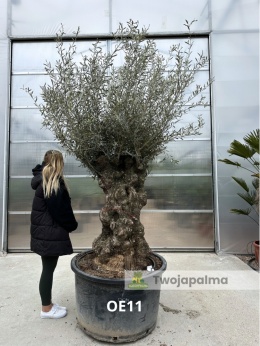 Drzewo Oliwne, Oliwka europejska (Olea europaea) wys. całkowita: ok. 300cm OE11